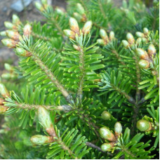 Fir silver seeds