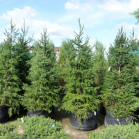 Fir grand seeds