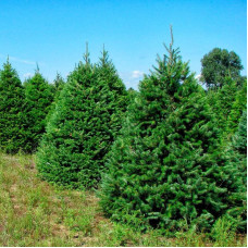 Fir douglas seeds (green form)