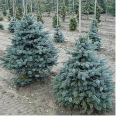 Fir douglas seeds (blue form)