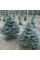 Fir douglas seeds (blue form)