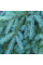 Fir douglas seeds (blue form)