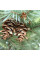 Fir douglas seeds (blue form)