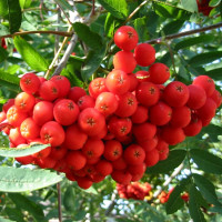 Rowan seeds