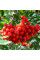 Rowan seeds