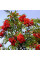 Rowan seeds