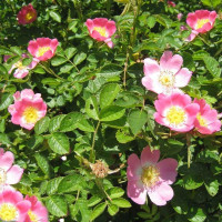 Dog rose seeds