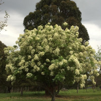 Manna ash seeds