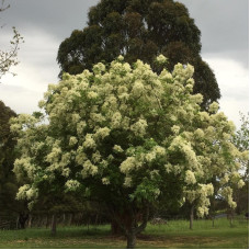 Manna ash seeds