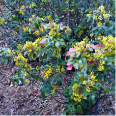 Mahonia aquifolium seeds