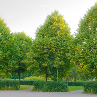 Семена липы сердцевидной