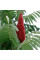 Sumac staghorn seeds