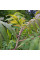 Sumac staghorn seeds