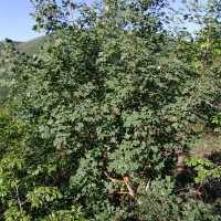 Maple georgian seeds