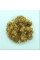 Sycamore oriental seeds