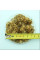 Sycamore oriental seeds