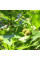 Sycamore oriental seeds