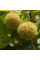 Sycamore oriental seeds