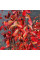 Cotoneaster shiny seeds