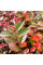 Cotoneaster shiny seeds
