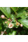 Cotoneaster shiny seeds