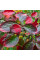 Cotoneaster shiny seeds