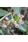 Cotoneaster shiny seeds