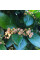Cotoneaster shiny seeds