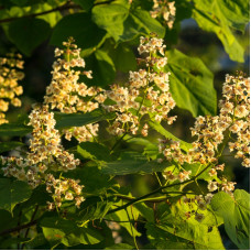 Catalpa yellow seeds