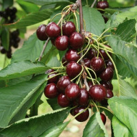 Cherry seeds «Brunette»