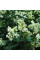 Privet common seeds