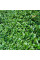 Privet common seeds