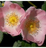 Dog rose thornless seeds «Inermis»