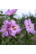 Hibiscus seeds «Rose of Sharon purple»