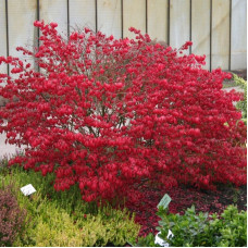 Spindle european seeds