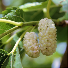 Mulberry white seeds «Honey»