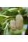 Mulberry white seeds «Honey»