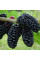 Mulberry black seeds «Black Baroness»
