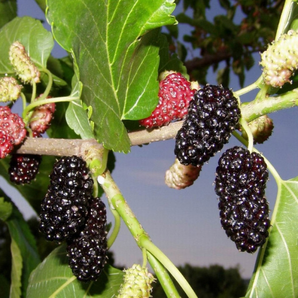 Mulberry black seeds «Black Baroness»