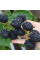 Mulberry black seeds «Black Baroness»