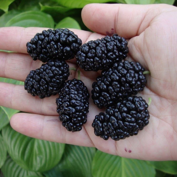Mulberry black seeds «Black Baroness»