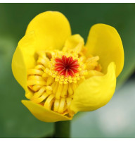 Yellow water-lily seeds «Bright star»