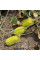 Arabian cucumber seeds