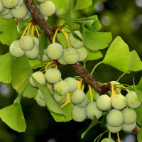 Насіння ґінкго білоба «Релікт»