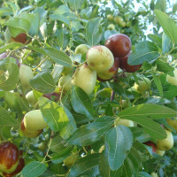 Насіння зизифуса (унабі)