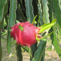 Pitahaya seeds