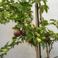 Passion fruit seeds