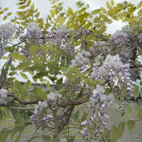 Chinese wisteria seeds