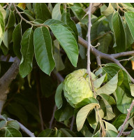 Cherimoya seeds