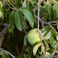 Насіння черімої